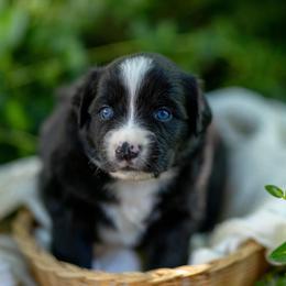 Penne - Black & white female Miniature Australian Shepherd puppy in Fort Collins, Colorado from Basil’s Sweet Creatures