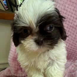 Lizzie - Liver and white female Shih Tzu puppy in Covington, Georgia from Top Hats 2  Shih Tzu’s