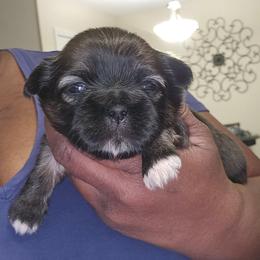 Milo - Chocolate male Shih Tzu puppy in Greer, South Carolina from My Precious Paws – Shih Tzu