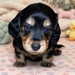 Chip - Black and tan male Dachshund puppy in Bostic, North Carolina from Faraway Farm Dachshunds