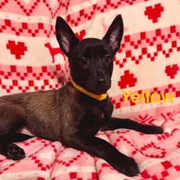 Yellow - Black sable female Belgian Malinois puppy in Muskegon, Michigan from Red Acres Working Line K9s