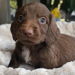 Levi - Chocolate and tan male Dachshund puppy in Wallingford, Kentucky from Hensley Homestead Dachshunds