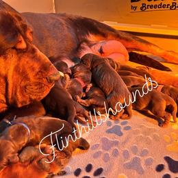 Bloodhound puppies from Flint Hills Hounds