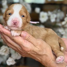 Gissel - Red female Bernedoodle puppy in Yuciapa, California from AlltheDoodlez_
