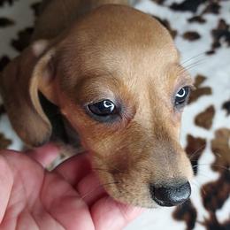 REBA - Red female Dachshund puppy in Swink, Oklahoma from Palali Farm