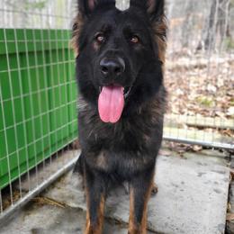 Fern - German Shepherd