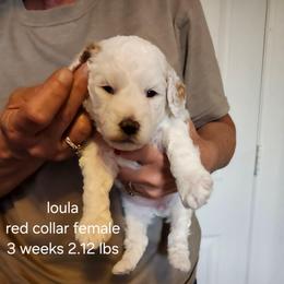Red collar Loula - Cream female Goldendoodle puppy in Fairmount, Indiana from Capens' Doodles,Poodles and Poo's