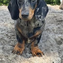Ember - Dachshund