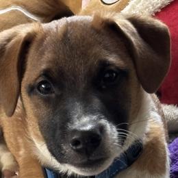 Jack Russell Terriers from Fenstillvar