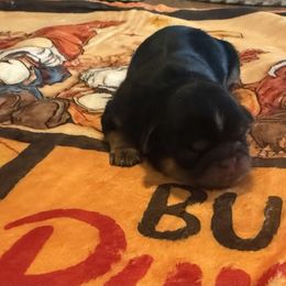 Allspice - Black and tan male Shih Tzu puppy in Connersville, Indiana from Anna’s Farmhouse Shihtzus
