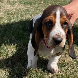 Basset Hound and Labrador Retriever Puppies from Porter Kennels