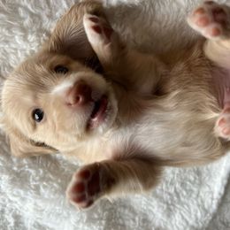 Tucker - Cream Dachshund puppy in Groveport, Ohio from Brobst Farm