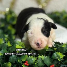 Crystal - Black tri-color female Australian Shepherd puppy in Bethany, Connecticut from Wynter Thyme Manor Australian shepherds