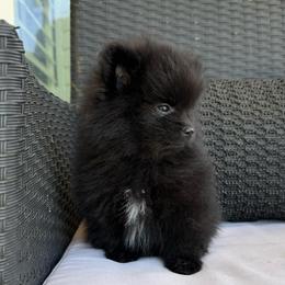 1 - Black parti female Pomeranian puppy in San Jacinto, California from Savvypomeranians