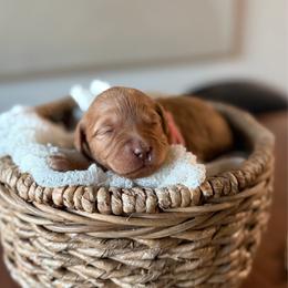 Cadence pink collar - Red  female Goldendoodle puppy in Queen Creek, Arizona from Sunny Doodles