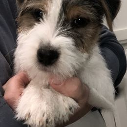 Jack Russell Terrier Puppies from Dig Em Out Terriers