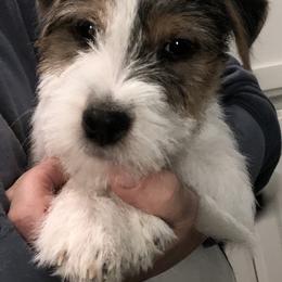 Jack Russell Terrier Puppies from Dig Em Out Terriers