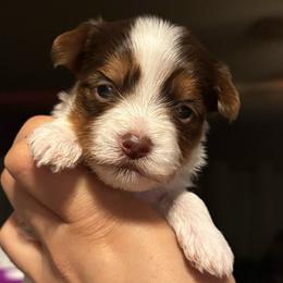 Riku - Chocolate, tan and white male Yorkshire Terrier puppy in Fredericksburg, Virginia from VA Exclusive Yorkies