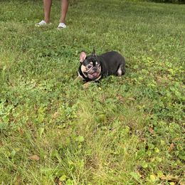 French Bulldog puppies from Lafayette Bulldogs & Boxers