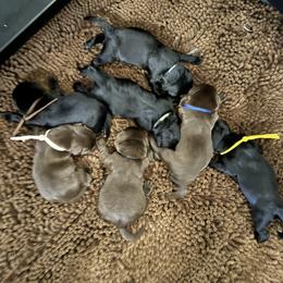 Grey Collar Male - Black male Labrador Retriever puppy in Kissimmee, Florida from SunState Labs