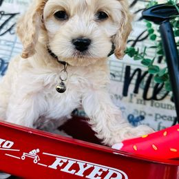 Hachi - Cream Cockapoo puppy in Lake Tansi, Tennessee from Davis cockapoos