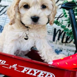 Hachi - Cream Cockapoo puppy in Lake Tansi, Tennessee from Davis cockapoos