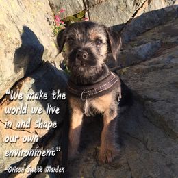 Border Terrier Puppies from Silli's Border Terriers