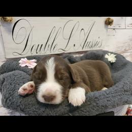 Australian Shepherd Puppies from DoubleL Aussies