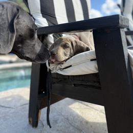 Weimaraner Puppies from Kennedy Weimaraners