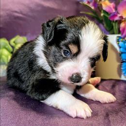Waylon - Black tri male Toy Australian Shepherd puppy in Shepherd, Texas from GAMALA Farm & Kennels