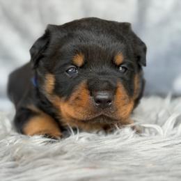 Blue Collar - Black and mahogany male Rottweiler puppy in Quinlan, Texas from Wright Way Retrievers
