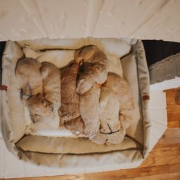 Goldendoodle Puppies from J + A Family Doodles
