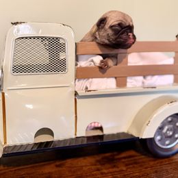 Tinsel Mae - Fawn female Pug puppy in Smiths Station, Alabama from Magnolia Pugs