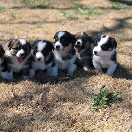 Pembroke Welsh Corgi Puppies from Diamond G Corgis