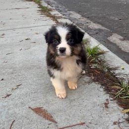 Pugsley - Black tri-color male Australian Shepherd puppy in Saint Maries, Idaho from North Idaho Aussies