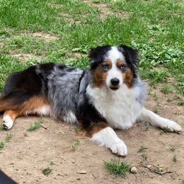 Miniature American Shepherds from Wyndemere Miniature American Shepherds