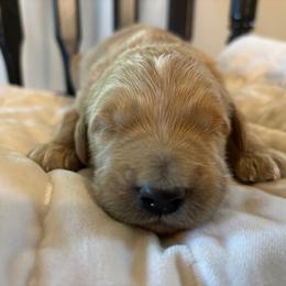 Boy 2 - Apricot male Goldendoodle puppy in Mattawan, Michigan from Doodifuldoods