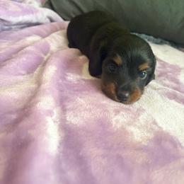 Baby Girl 3 - Black and tan female Dachshund puppy in Tulsa County, Oklahoma from Willow Creek Miniature Dachshunds