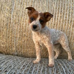 Sophia - Red speckled female Australian Cattle Dog puppy in Reed Point, Montana from Heelers and Highlands