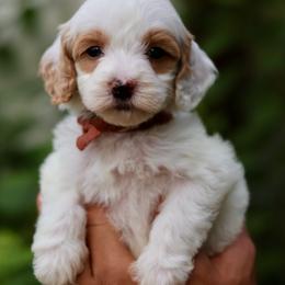 Archie - Brown collar - Parti male Goldendoodle puppy in Ruthorfordton, North Carolina from Duncan Doodles Goldendoodles