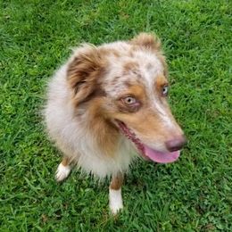 Australian Shepherds from Owl Creek Aussies