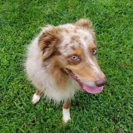 Australian Shepherds from Owl Creek Aussies