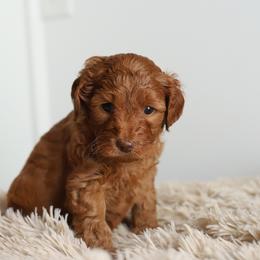 Blue - Caramel red male Australian Labradoodle puppy in Williamstown, New York from Lewis Manor Labradoodles