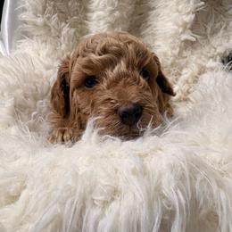 Coby - Red and white male Cockapoo puppy in Lebanon, Missouri from Kaitlen's Doodle Pups