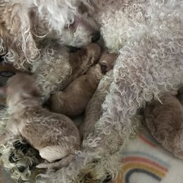 Poodles from Ines Ojeda's Poodles