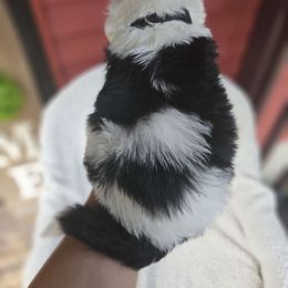 Boy 2 - Black and white Sheepadoodle puppy in Egg Harbor City, New Jersey from Doodles by Starlight