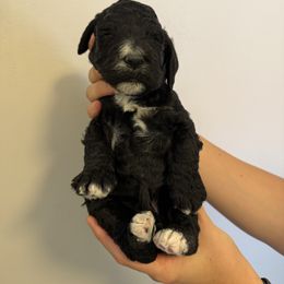 Magnolia - Black and white female Springerdoodle puppy in Athens, Georgia from Georgia Springerdoodles