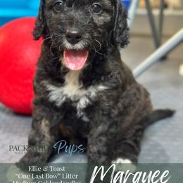 Marquee - Phantom female Goldendoodle puppy in Paxville, South Carolina from Pack Street Pups