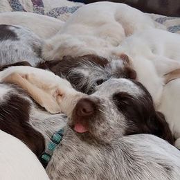 Spinone Italiano Puppies from Stella Del Nord Spinoni Italiani