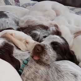 Spinone Italiano Puppies from Stella Del Nord Spinoni Italiani